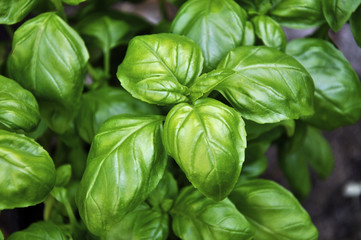 Basil