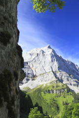 Ahornbaum im Karwendelgebirge