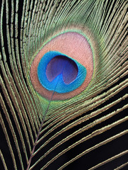 Obraz premium Peacock feather detail over black