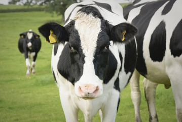 Obraz na płótnie Canvas Dairy cow in pasture