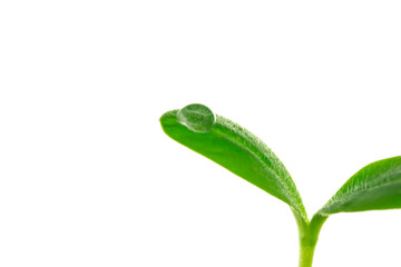 Young plant with a droplet isolated on white background