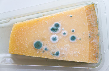 Schimmel auf einem Stück Käse
