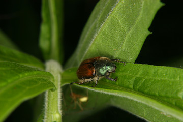 Käfer