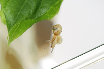 かたつむり