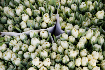 colorful tulips closeup on sale in Amsterdam flower market