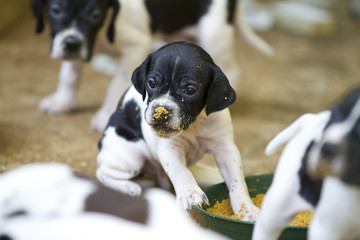 Pedigree Pointer dog puppies with only 1 month of life