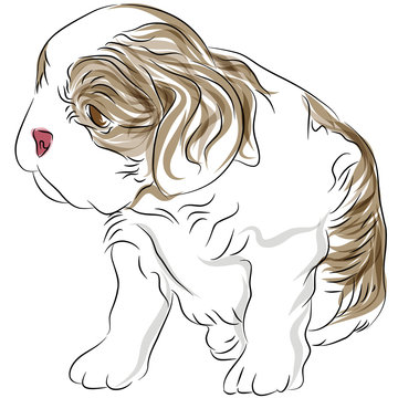 recommend clip art: Cavalier King Charles Spaniel Puppy Dog Drawing