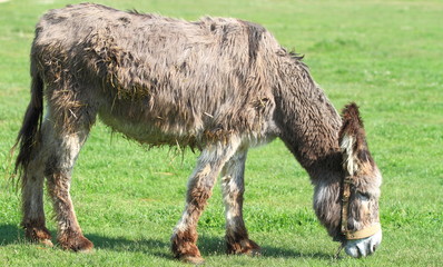 Obraz premium donkey grazing (side view)