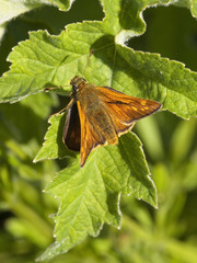 skipper butterfly