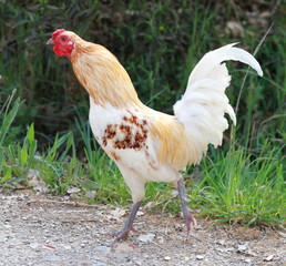 white Rooster (side view)