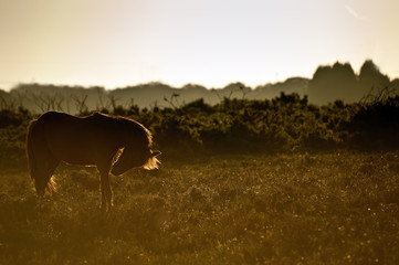 Naklejka premium Beautiful image of New Forest pony horse backlit by rising sun i
