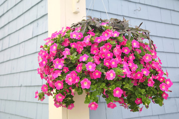 Petunia Basket