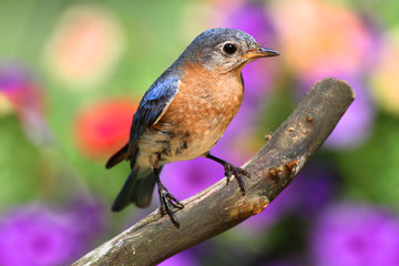 Female Eastern Bluebird