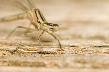 Small dragonfly