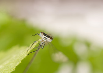 Small dragonfly