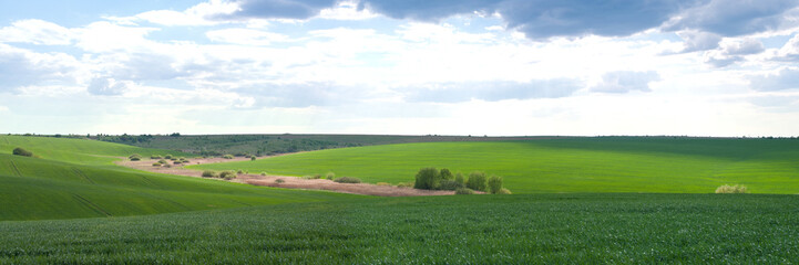 Fototapeta na wymiar Zielone pole rolnych