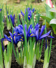 Blaue Zwerg-Iris (Iris Reticulata)