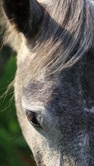 Horse eye close-up