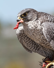 falcon eating his prey