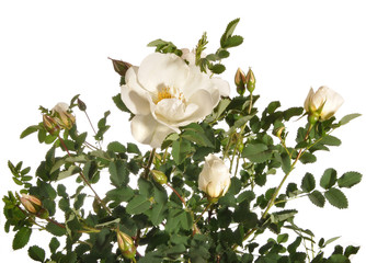 куст белой розы