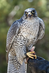 falcon