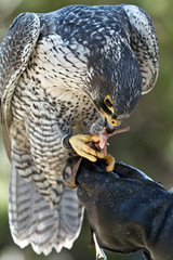 falcon