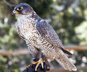 falcon