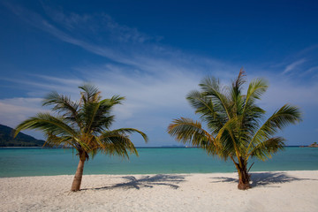 Fototapeta na wymiar Coconut on the beach of Thailand