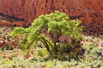 Cottonwood in Spring