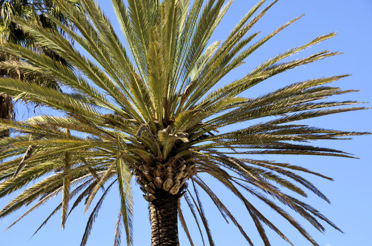 palma