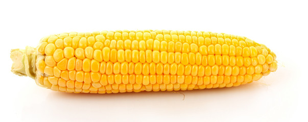 Corn isolated on white