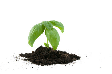 Little plant
