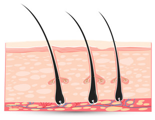 skin anatomy isolated on white background