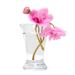 Vase with pink spring flower isolated on white background