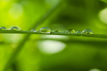 water green leaf