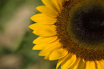 Obraz premium sunflower