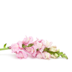 Obraz na płótnie Canvas Spring or Summer Concept - Pink Flower Isolated