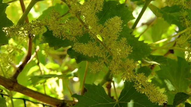 uva