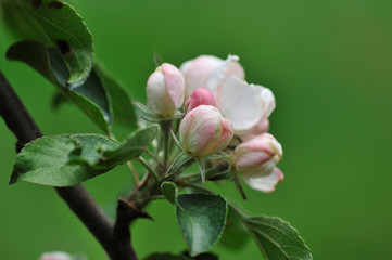 Pink Apple tree Blossom