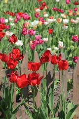 Разноцветные тюльпаны на клумбе возле деревянного забора весной