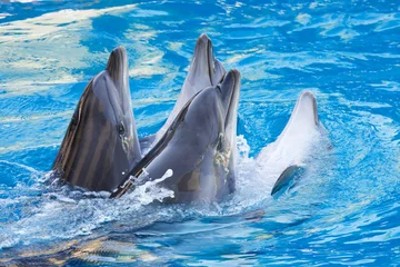 Photo sur Plexiglas Dauphins couple de dauphins dans l& 39 eau dansante