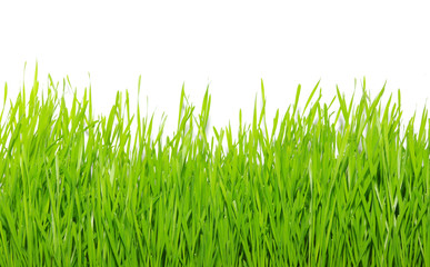 Fototapeta premium green grass