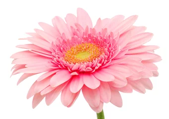 Tableaux ronds sur aluminium Gerbera Gerbera rose