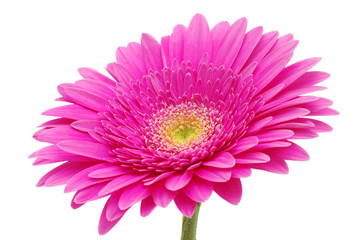 gerbera flower