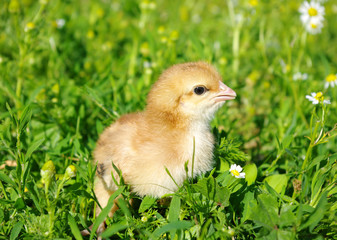 chicken