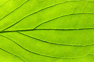 leaf texture