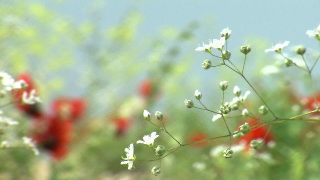 poopy and flower