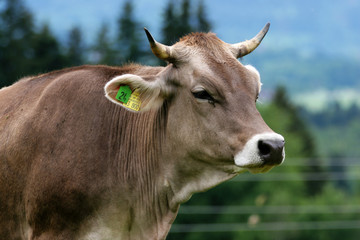 Kuh mit Hörnern