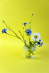wild flowers on a yellow background