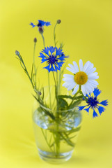 wild flowers on a yellow background